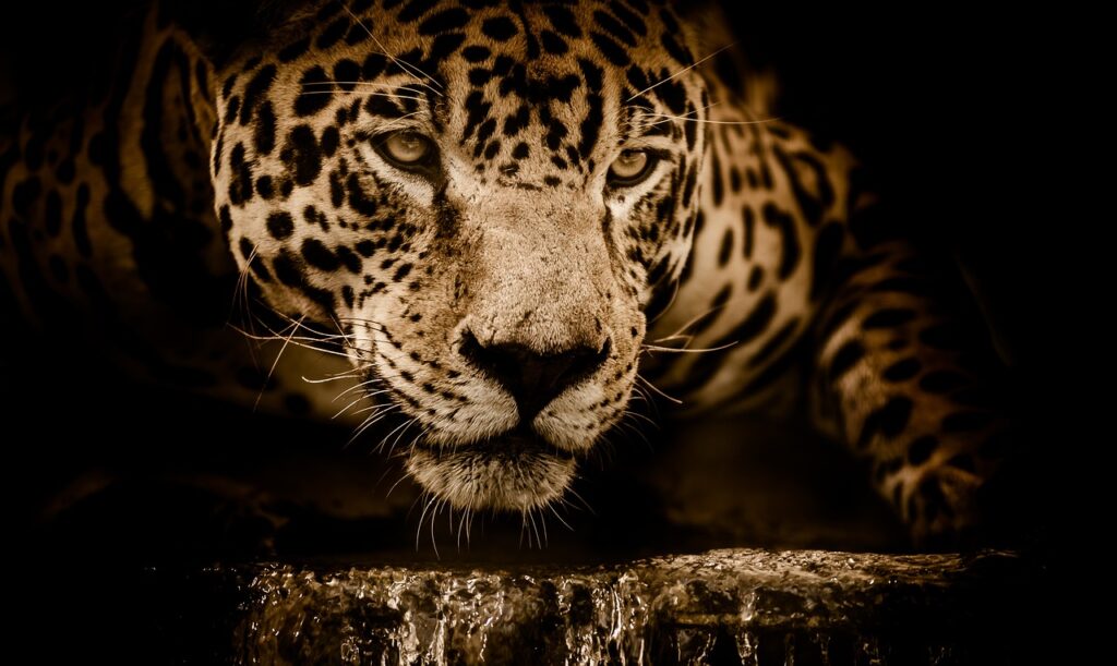 jaguar, wild cat, feline-2894706.jpg