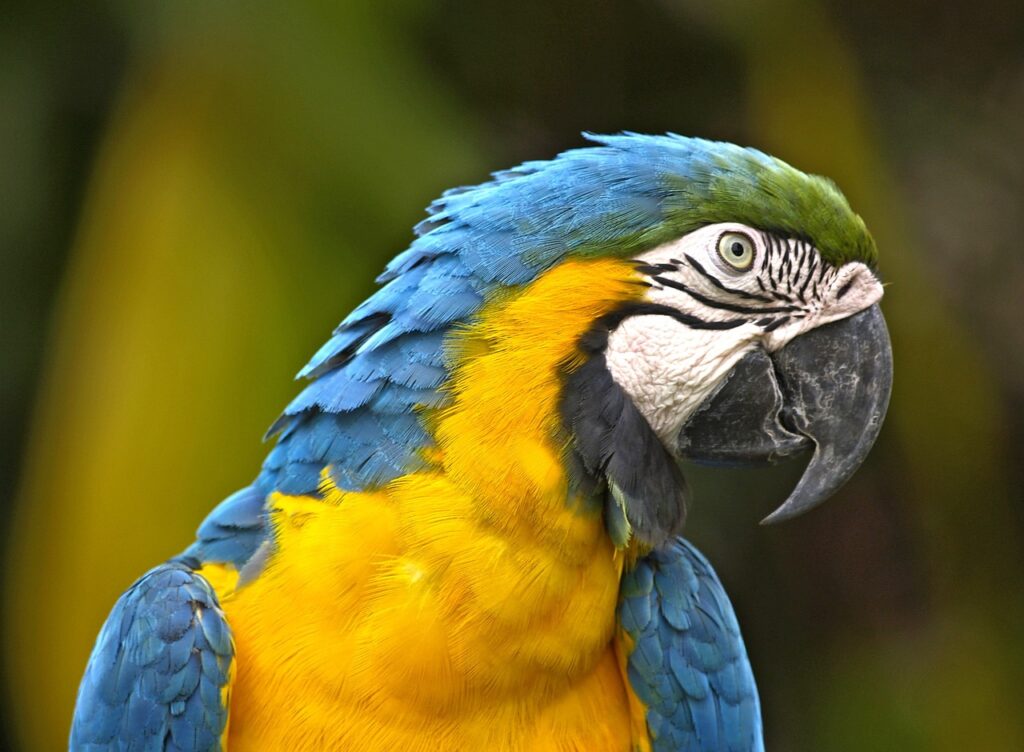 parrot, bird, yellow-50202.jpg